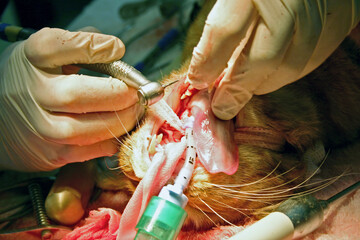 Dental surgery on a domestic cat
