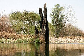 Old tree stump in the lake