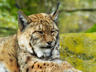 Lince Ibérico