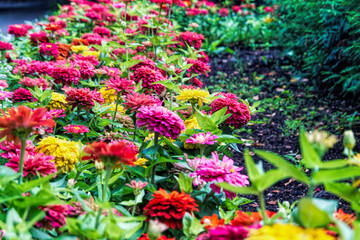 pink and yellow flowers