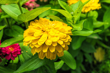 yellow flower in the garden