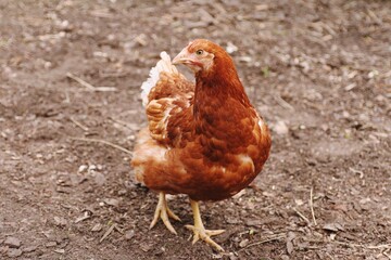 One brown hen on sand