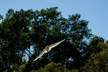 bird in flight