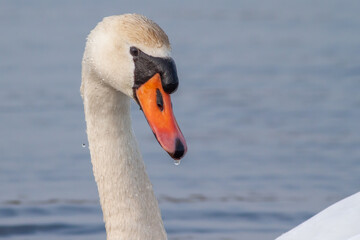 Close up of the head of a swan with a orange beak