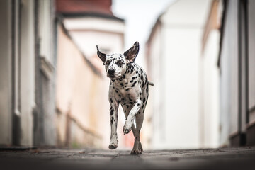 running dalmatian dog in the city
