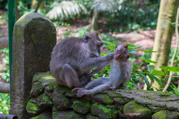 Monkey family at sacred monkey forest in Ubud, island Bali, Indonesia