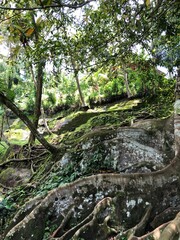 Wurzeln im Dschungel