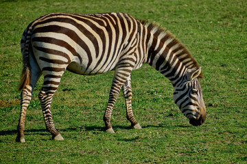Fototapeta na wymiar Grant's Zebra grazing at the Cape May Zoo, NJ