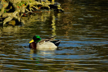 Obraz premium Male Mallard swimming in a pond at Cape May Zoo, NJ