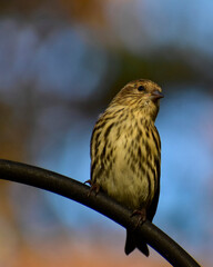 Portrait of a Pine Siskin