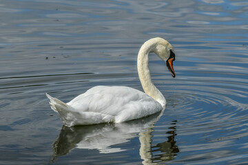 Obraz premium swan on the lake