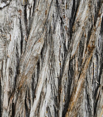 Texture and background for the material. Unique bark pattern of cypress tree