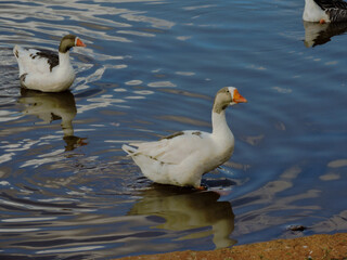 two ducks on the lake