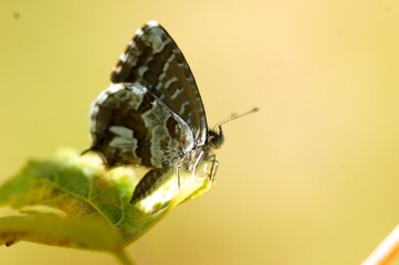 Papillon