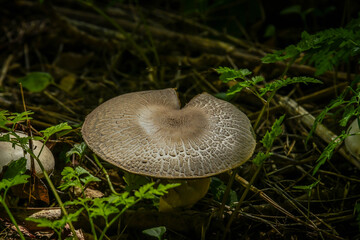 mushroom in the forest