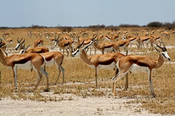 Fototapeta na wymiar Herd of Grant's Gazelle / Nanger Granti /. Nxai Pan National Park. Botswana. Africa.