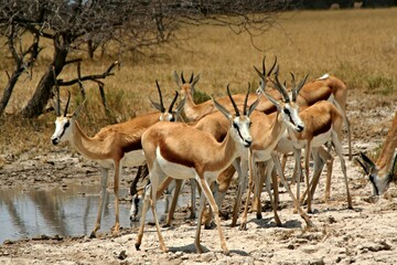 Herd of Grant's Gazelle / Nanger Granti /. Nxai Pan National Park. Botswana. Africa.