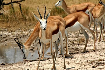 Herd of Grant's Gazelle / Nanger Granti /. Nxai Pan National Park. Botswana. Africa.