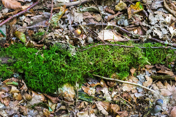 Forest floor with beech nuts from oaks. Nature background texture with copy space.