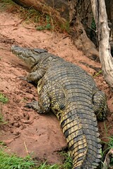 Nile Crocodile / Crocodylus niloticus /. Chobe National Park. Botswana. Africa.