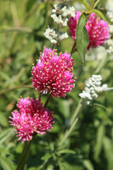 Gomphrena globosa