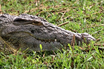 Nile Crocodile / Crocodylus niloticus /. Chobe National Park. Botswana. Africa.