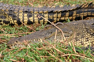 Nile Crocodile / Crocodylus niloticus /. Chobe National Park. Botswana. Africa.
