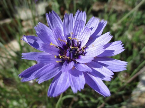 Blue cupidone (Catananche caerulea) flower