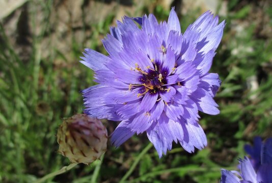 Catananche bleue (Catananche caerulea) en fleur et en bouton