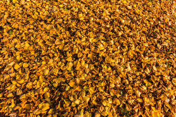 many yellow leaves on the ground in autumn