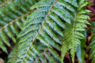 Large fern leaves close up