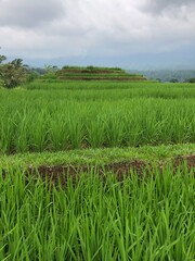 Reisanbau