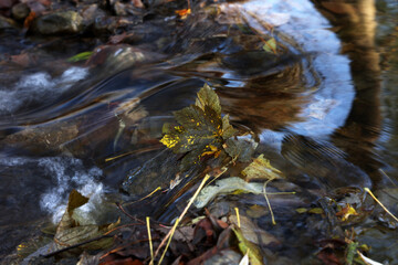 Fallen leaf in the fast waters of the stream