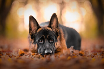 german shepherd dog in a wood at the golden hour, bokeh, sunset, leaves, autumn, warm tone