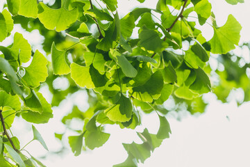 Close-up brightly wet green leaves of Ginkgo tree (Ginkgo biloba), known as ginkgo or gingko in...