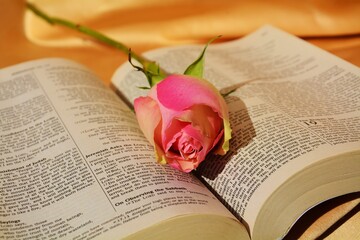 Pink fresh rose, texture, holy book with rose