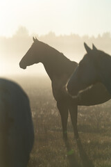 horse in sunset