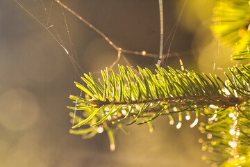 Fichtennadeln auf einem Ast mit Spinnweben und Bokeh im Hintergrund in Gelb und Grün.