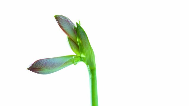 Disclosure of the Amaryllis flower. Blooming bud of a Time plant lapse
