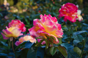 pink and yellow roses