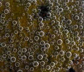 Bubbles in Under Water (Macro Photography)