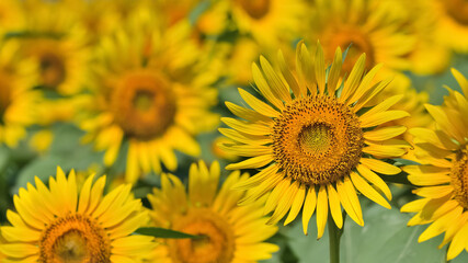 ヒマワリの花（Sunflower）