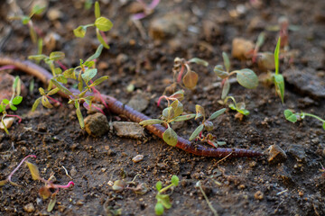 earthworm long climbs the ground clay one isolated