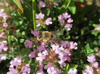 Abeille (Apis mellifera) butinant des fleurs de thym serpolet (Thymus serpyllum) 