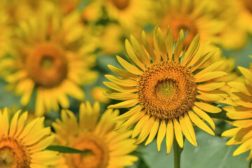 ヒマワリの花（Sunflower）