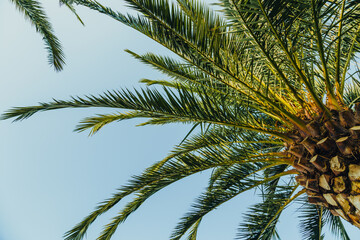 Tropical jungle, palm leaves on a sunny day, sky.