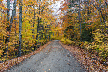 Fototapeta premium Small road in Algonquin Park during fall foliage