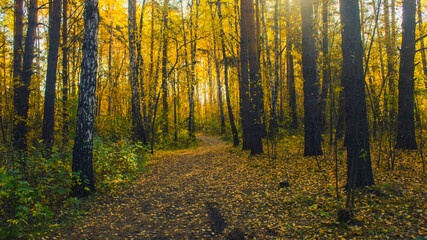 autumn in the forest