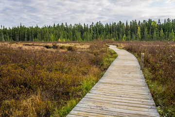 Fototapeta premium Boardwalk on a bog in Algonquin Park, Ontario (Spruce Bog Boardwalk Trail)