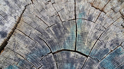 Texture and background for the material. Unique pattern of cut wood texture on the stump.